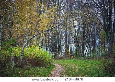 View of the rural path and trees at forest in the autumn day