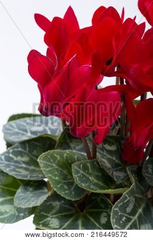 the Persian cyclamen flower isolated on white background