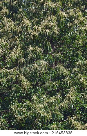 American chestnut (Castanea dentata). Tree in blossom