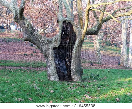 Opened tree in a Park of Rome, Italy