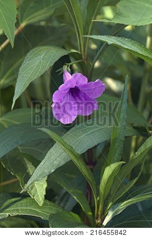 Britton's wild petunia (Ruellia simplex). Called Mexican petunia and Mexican bluebell also. Synonym: Ruellia brittoniana