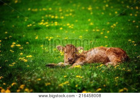 A still very young calf is lying on a blooming meadow.