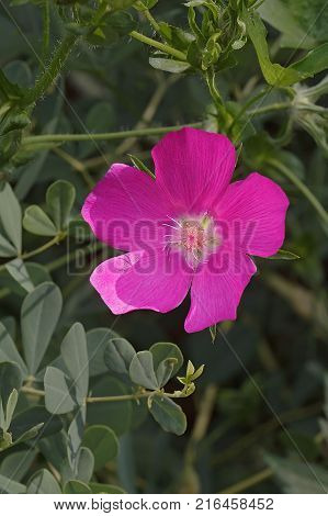 Bush's poppy mallow (Callirhoe bushii). Close up image of flower
