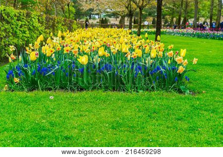 daffodils, bluebells and yelllow tulips flowerbed at spring day