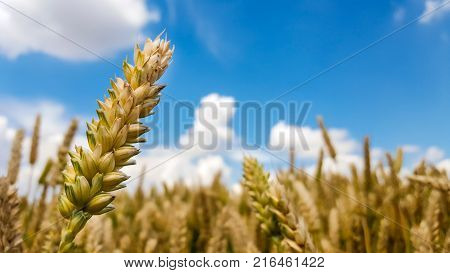 A ripe wheat field in summer - focus on foregound