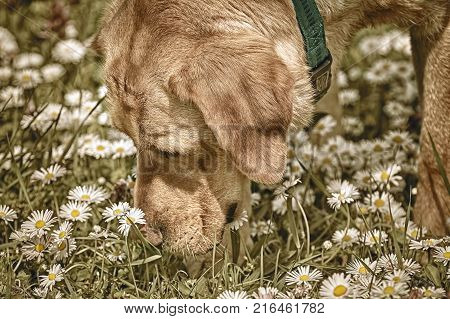 Dog Sniffing Chamomiles FLowers on the Field