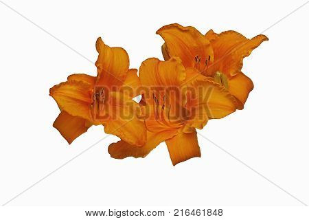 Krakatoa Lava daylily (Hemerocallis x Krakatoa Lava). Image of flowers isolated on white background