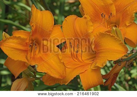 Krakatoa Lava daylily (Hemerocallis x Krakatoa Lava)