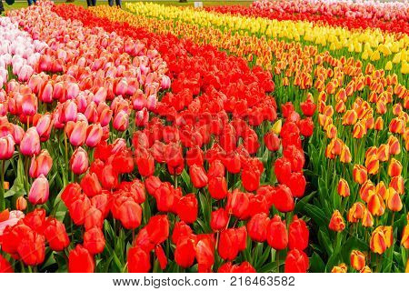Colorful growing red, pink, red, orange tulips flowerbed in spring formal garden