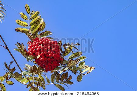 Branches of mountain ash rowan with bright red berries against the blue sky background