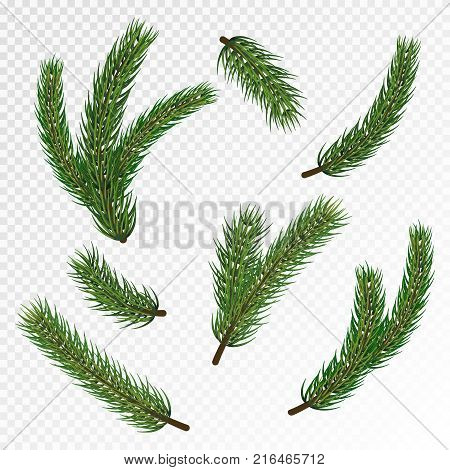 Pine Christmas tree branches for winter holiday decoration. Big vector stock set of realistic spruce, fir tree branches isolated on transparent background