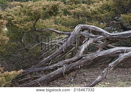 Savin juniper (Juniperus sabina). Called Savin also