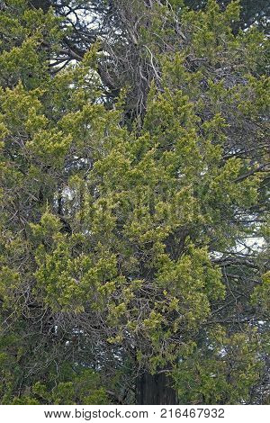Red cedar (Juniperus virginiana). Called Eastern redcedar Virginian juniper Eastern juniper Red juniper Pencil cedar and Aromatic cedar also
