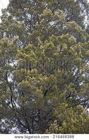 Red cedar (Juniperus virginiana). Called Eastern redcedar Virginian juniper Eastern juniper Red juniper Pencil cedar and Aromatic cedar also