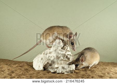 Two spiny mouses in a spacious terrarium with a sandy bottom and a quaint piece of gypsum