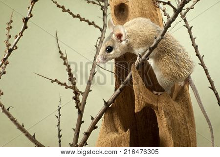 spiny mouse (acomys) climbs over the bizarre stump among the twigs