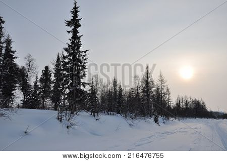 Winter evening landskape with snow, forest and cold sun. Frosty sundown