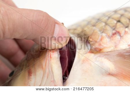 gills of fish . Photos in the studio