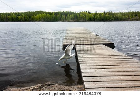 Beautiful Lake In The National Park Repovesi, Finland, South Karelia.