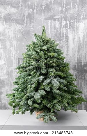 winter decor. Decorative tree made of branches Nobilis standing on a wooden table. On the background old gray wall art.