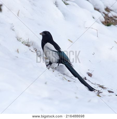 a bird in the snow . In the park in nature