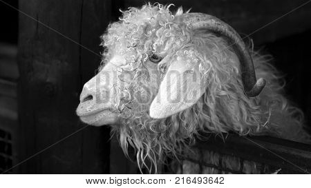 Black and White Portrait of Angora Goat