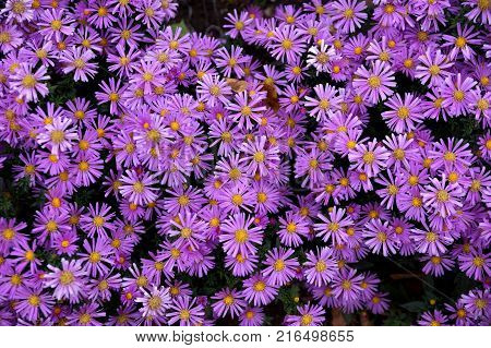 Late autumn flowers under aster new Belgian name