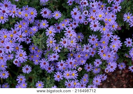 Late autumn flowers under aster new Belgian name