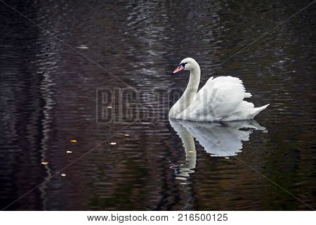 Graceful White Swan Swimming In The Lake