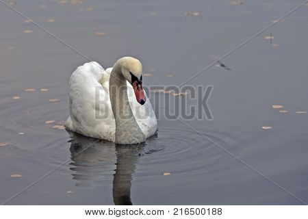 Graceful White Swan Swimming In The Lake