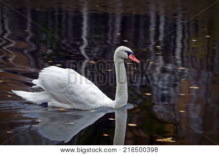 Graceful White Swan Swimming In The Lake