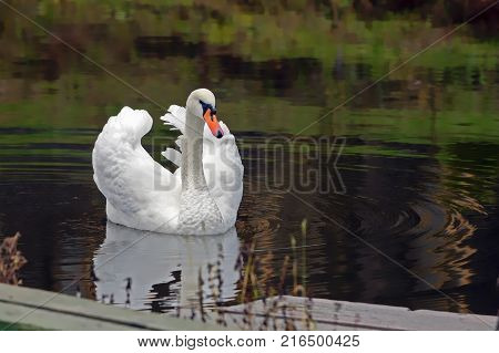 Graceful White Swan Swimming In The Lake