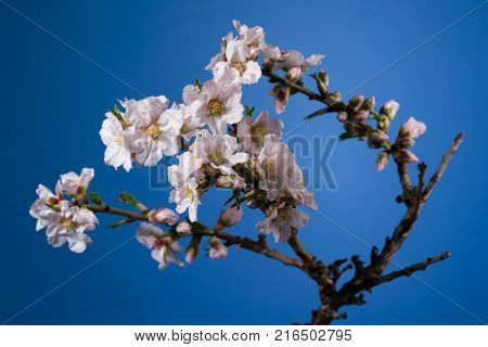 Almond spring blossom on a blue background