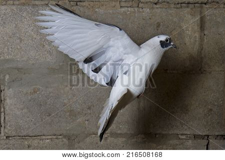 postal dove flying against the background of a brick wall , symbol of peace, a white bird