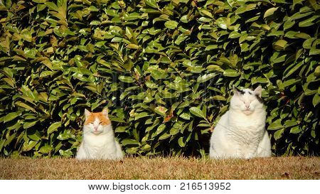 Portrait of two cats on green background. Pets walking outdoors