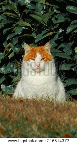Portrait of a cat on green background. Pets walking outdoors