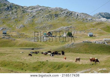 countryside village in Lukavica Plateau, Montenegro 
