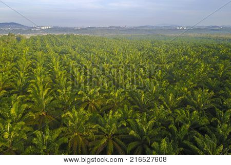 Aerial View Of Mount Baling, With Padding Field View Before Sunrise.