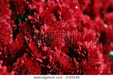 Mamans rouges