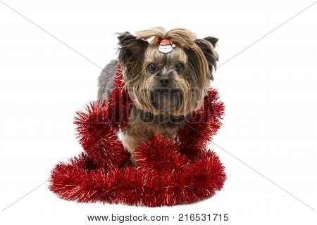 yorkshire dog. series of christmas photoshoot in studio. white background