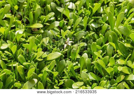 closeup of selliera plant leaves and flowers