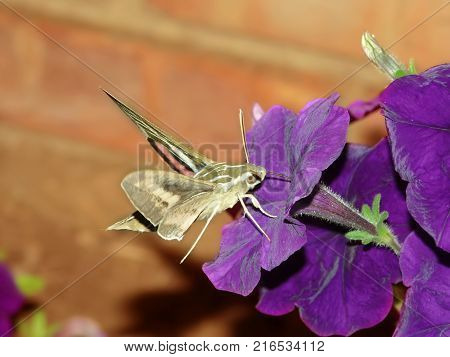 White-lined Sphinx (Hyles lineata) feeds on nectar of a garden flower in Illinois