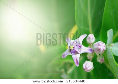 Calotropis gigantea or purple crown flower of bouquet of light with warm comfortable morning.Giant Milkweed FlowersFlower of love .