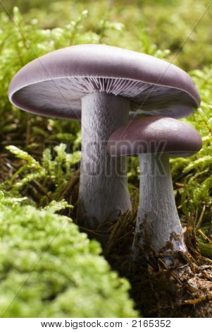 Mushroom