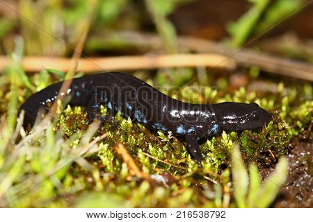 Blue-spotted Salamander (Ambystoma laterale) amongst moss in Illinois
