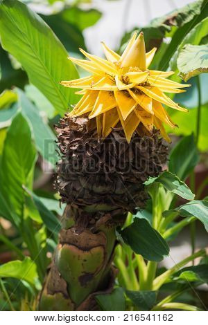 Musella lasiocarpa yellow flower from a chinese dwarf banana tree also called golden lotus with green leaves in the background, Chengdu, China