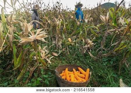 CHAINAT THAILAND - NOV 21: Undefined gardener harvesting the corn at corn field on November 21 2015 in Chainat Thailand.