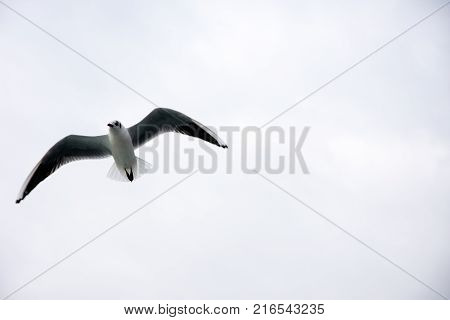 seagull flying high and stalking to fish in hope to catch it