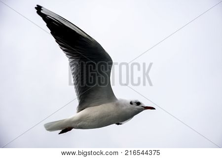 seagull flying high and stalking to fish in hope to catch it