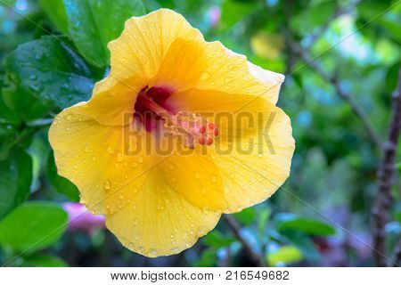 Yellow Chaba Flower With Rain Water Drops After Raining.
